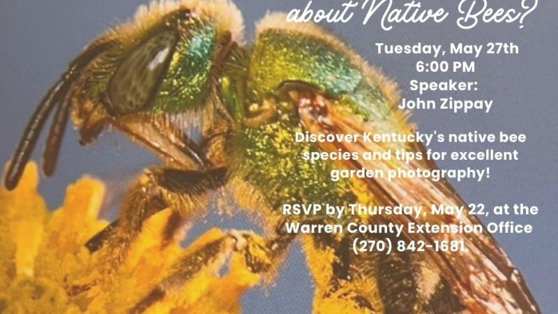 Native bees